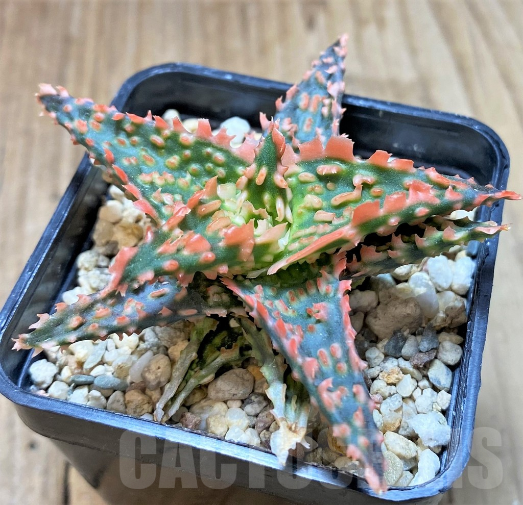 SHPR37340 Aloe TCT hybrid - Imagen 2