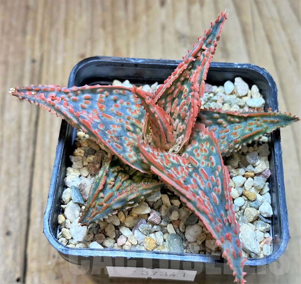 SHPR37341 Aloe TCT hybrid - Image 2