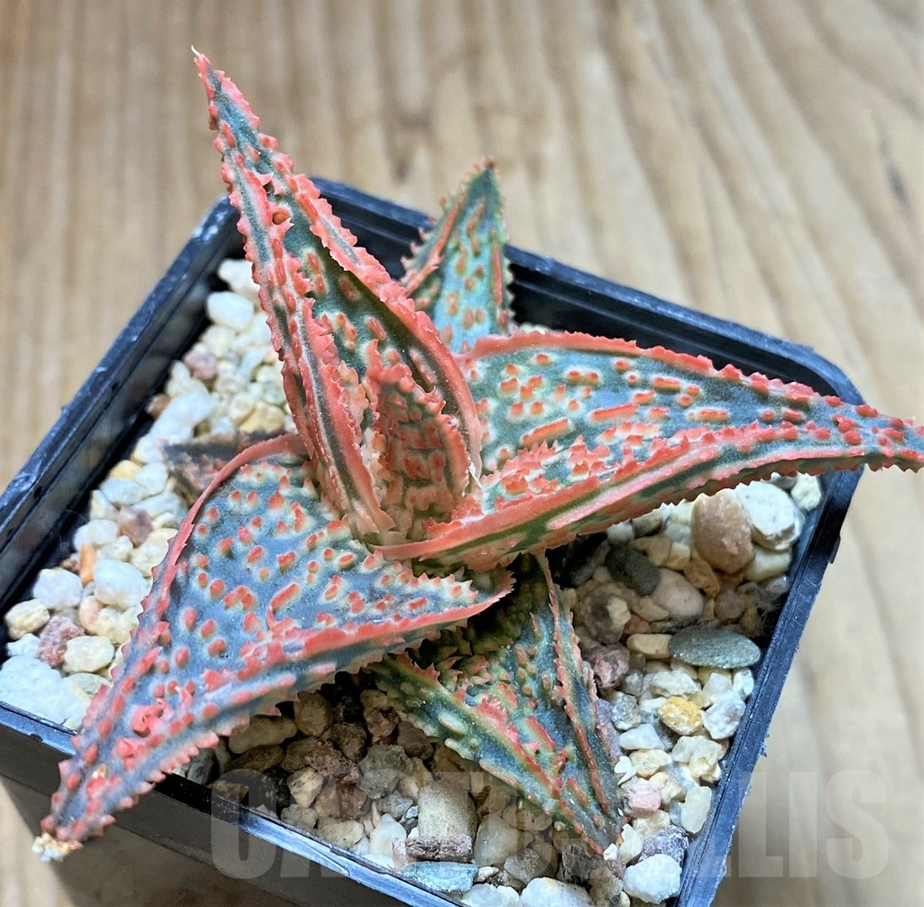 SHPR37341 Aloe TCT hybrid