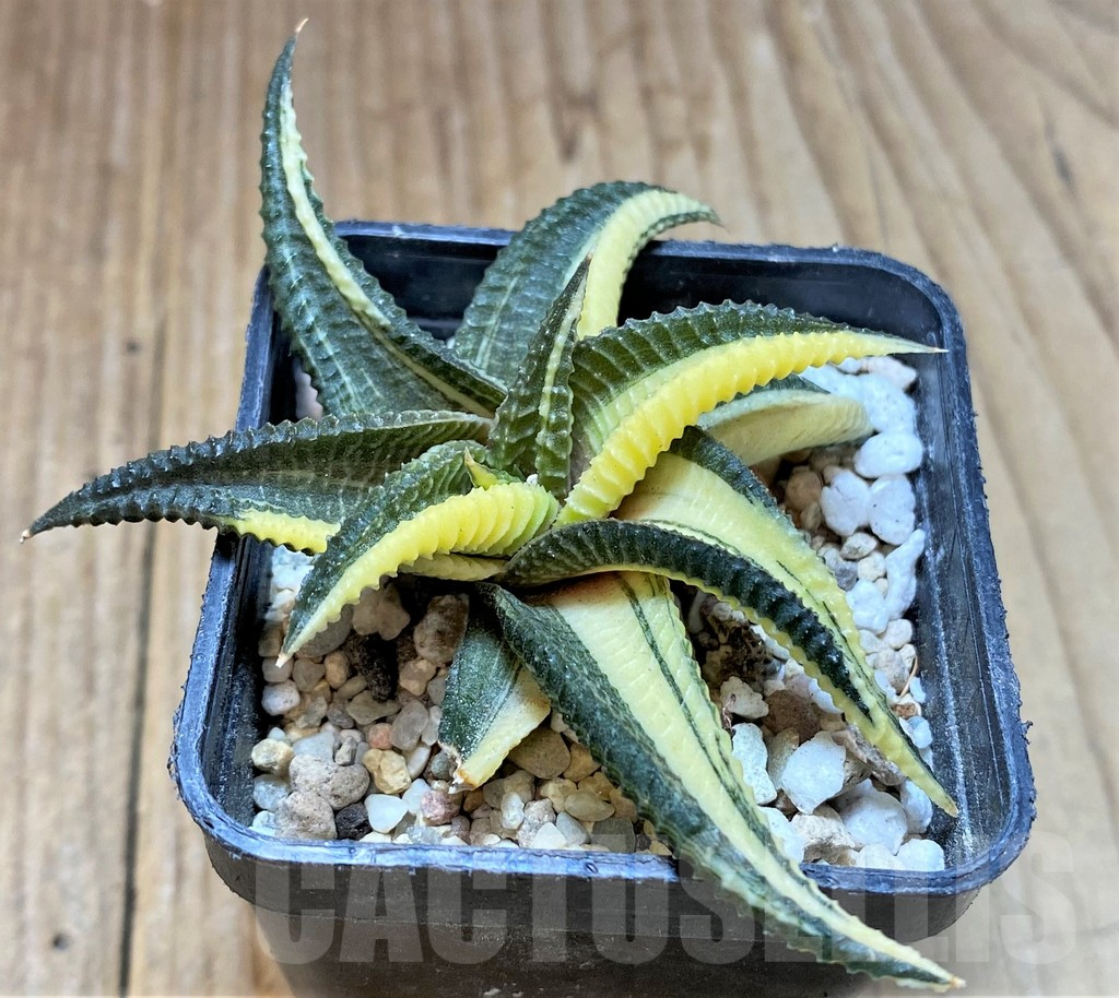 SHPR37343 Haworthia limifolia f. variegata