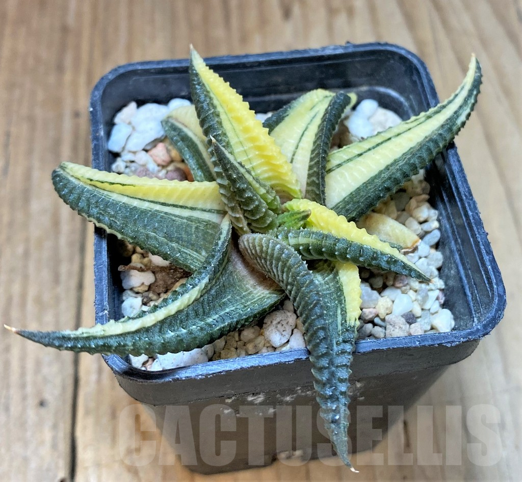 SHPR37343 Haworthia limifolia f. variegata - Image 2