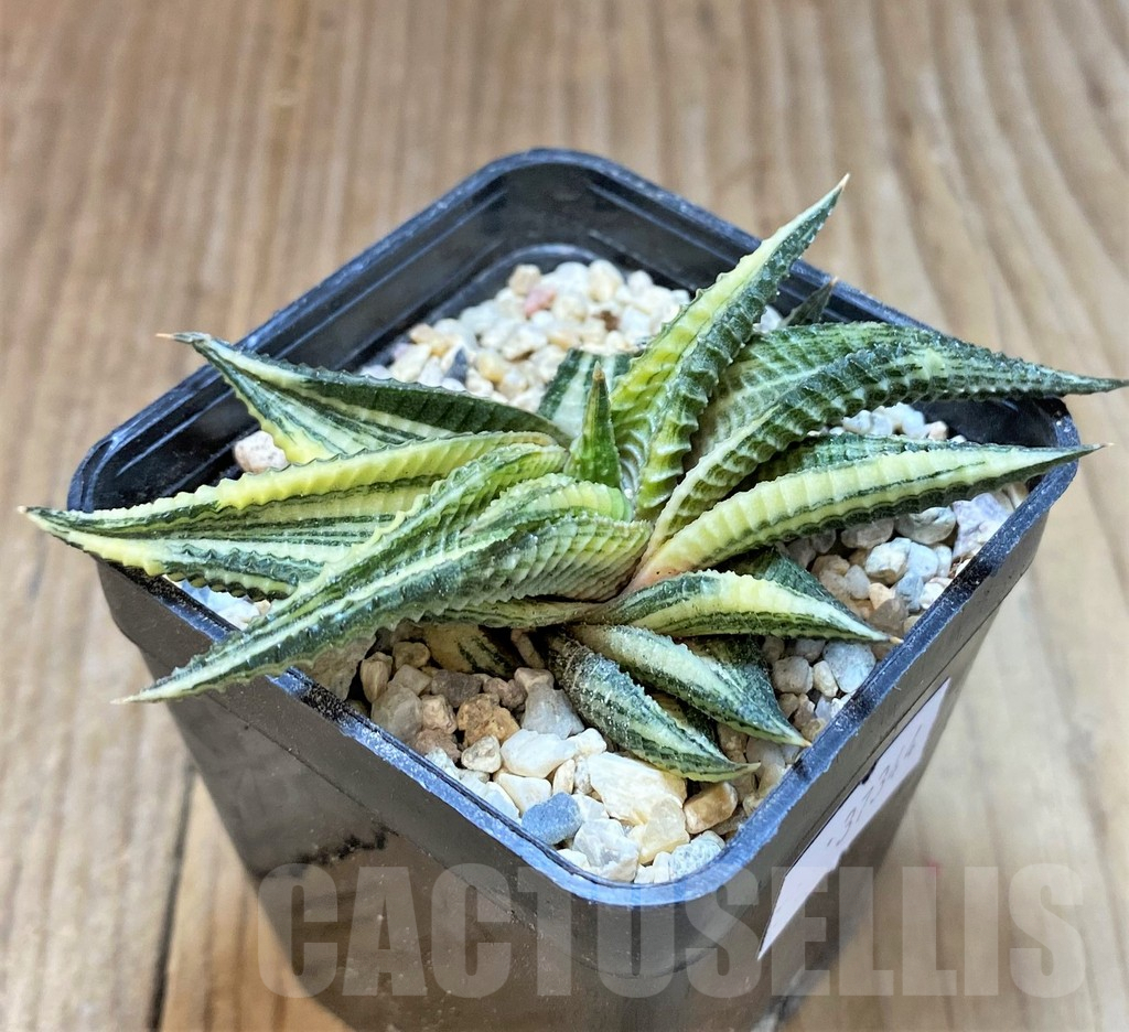 SHPR37344 Haworthia limifolia f. variegata - Image 2
