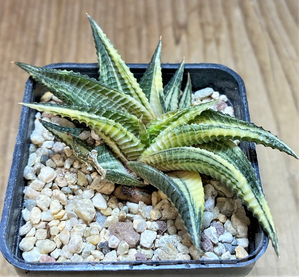 SHPR37344 Haworthia limifolia f. variegata