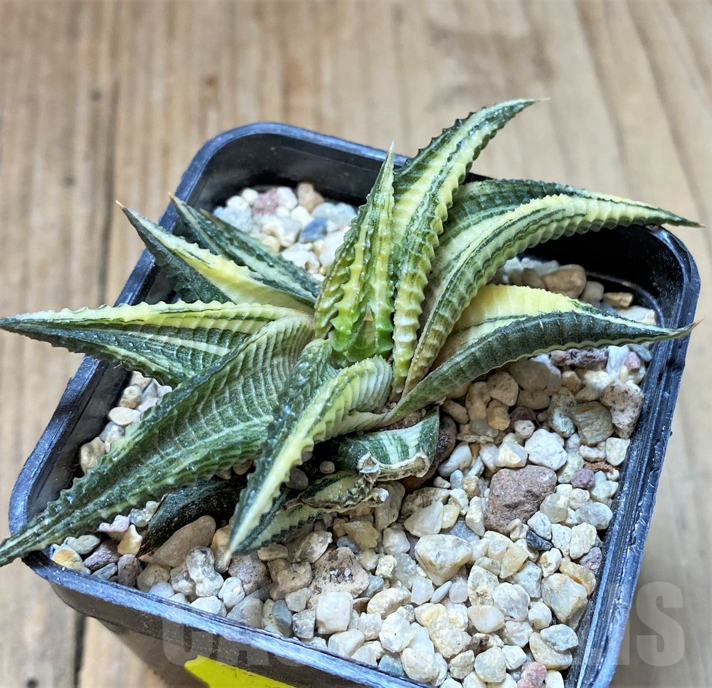 SHPR37344 Haworthia limifolia f. variegata - Image 3