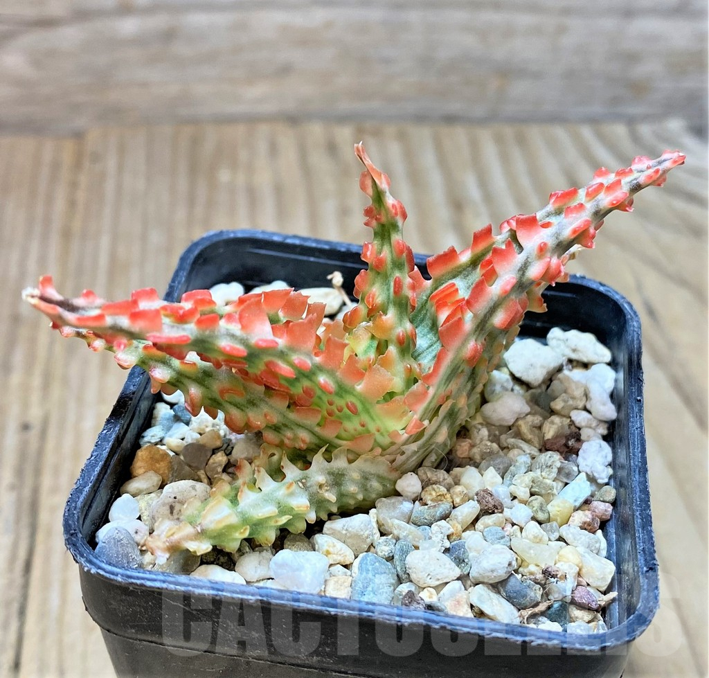 SHPR37311 Aloe TCT hybrid - immagine 2