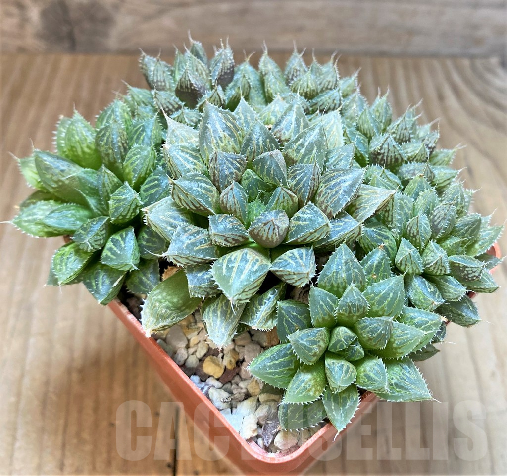 SHPR37346 Haworthia 'Mirror Ball' - Obrázek 2