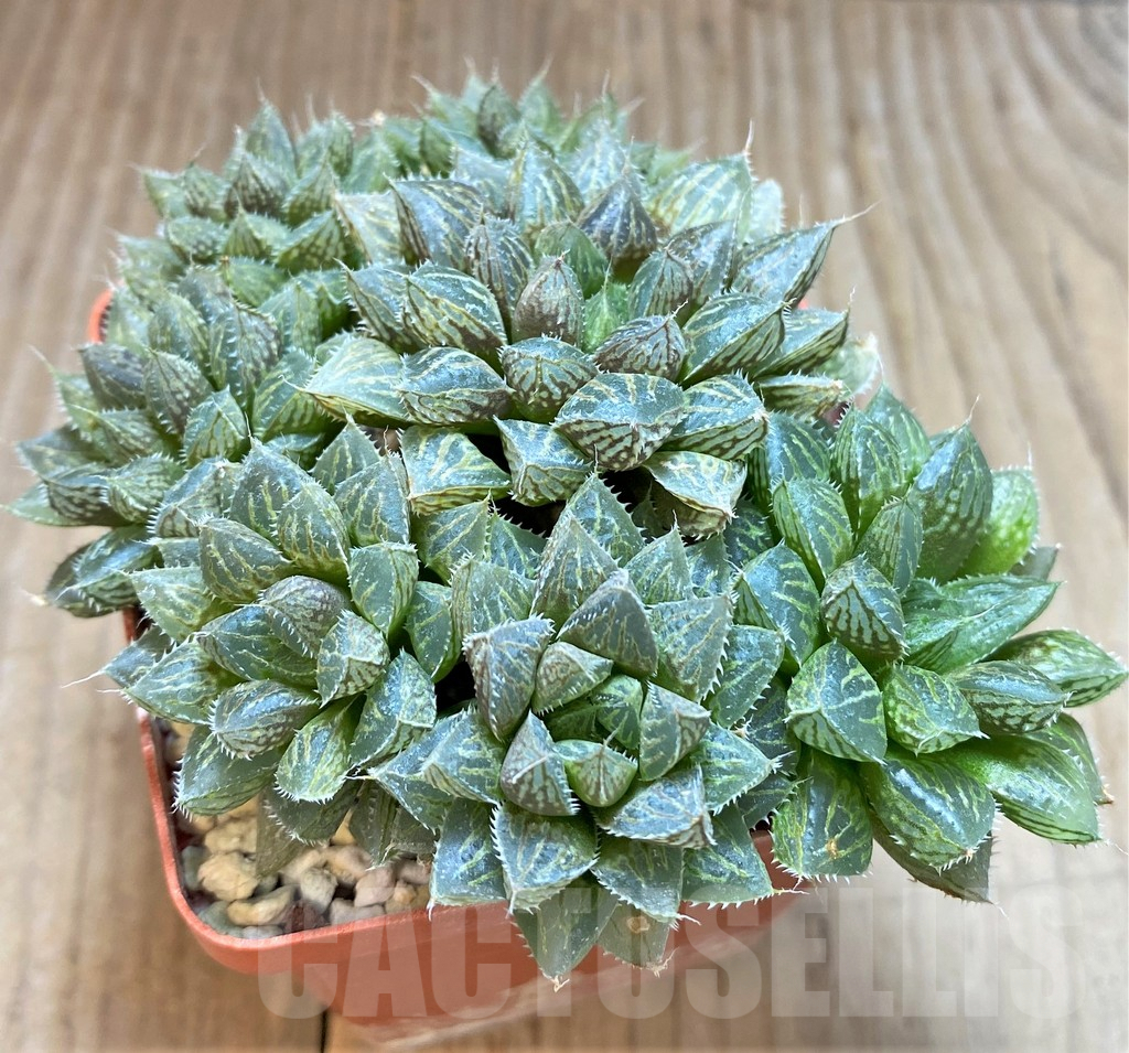 SHPR37346 Haworthia 'Mirror Ball'