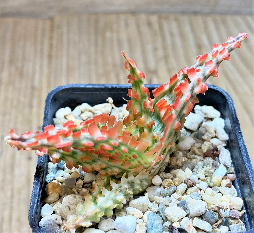 SHPR37311 Aloe TCT hybrid