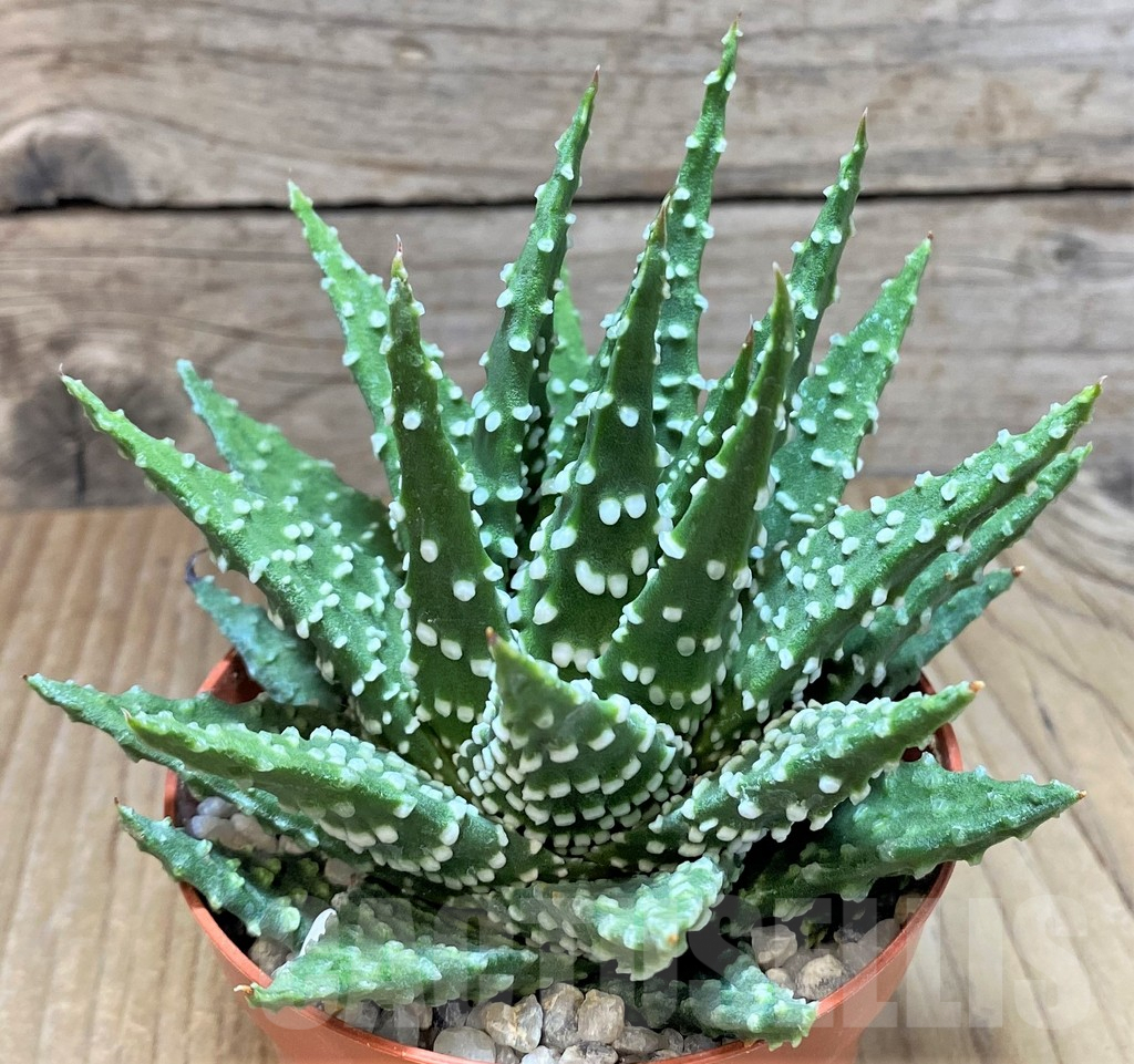 SHPR37349 Haworthia pumila - Obrázek 2