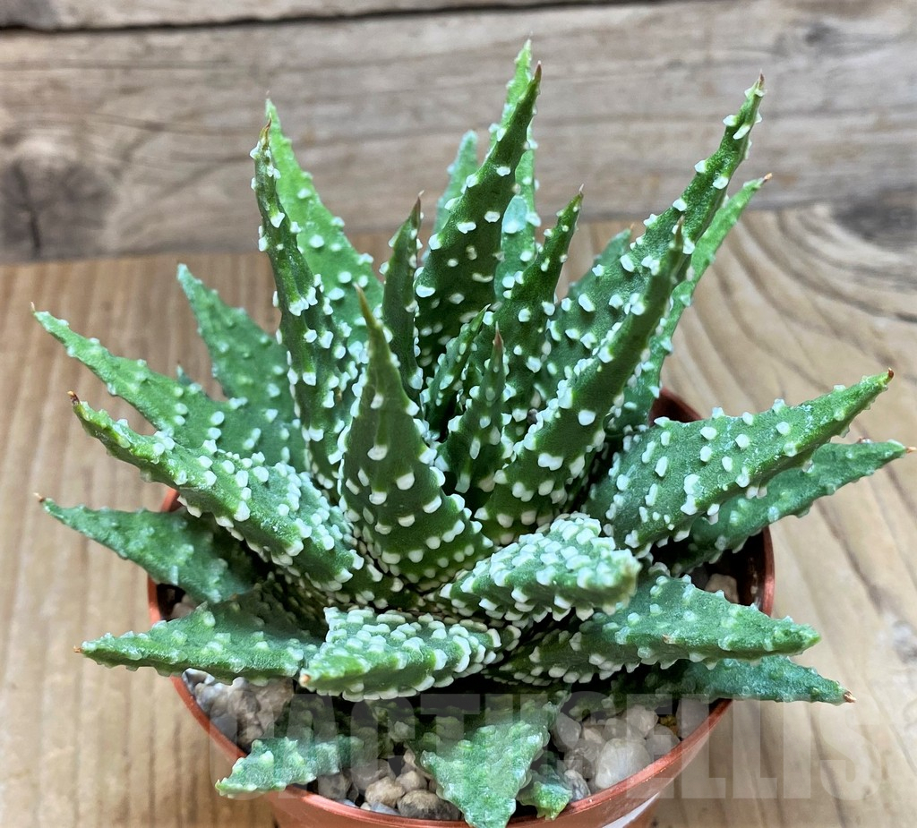 SHPR37349 Haworthia pumila