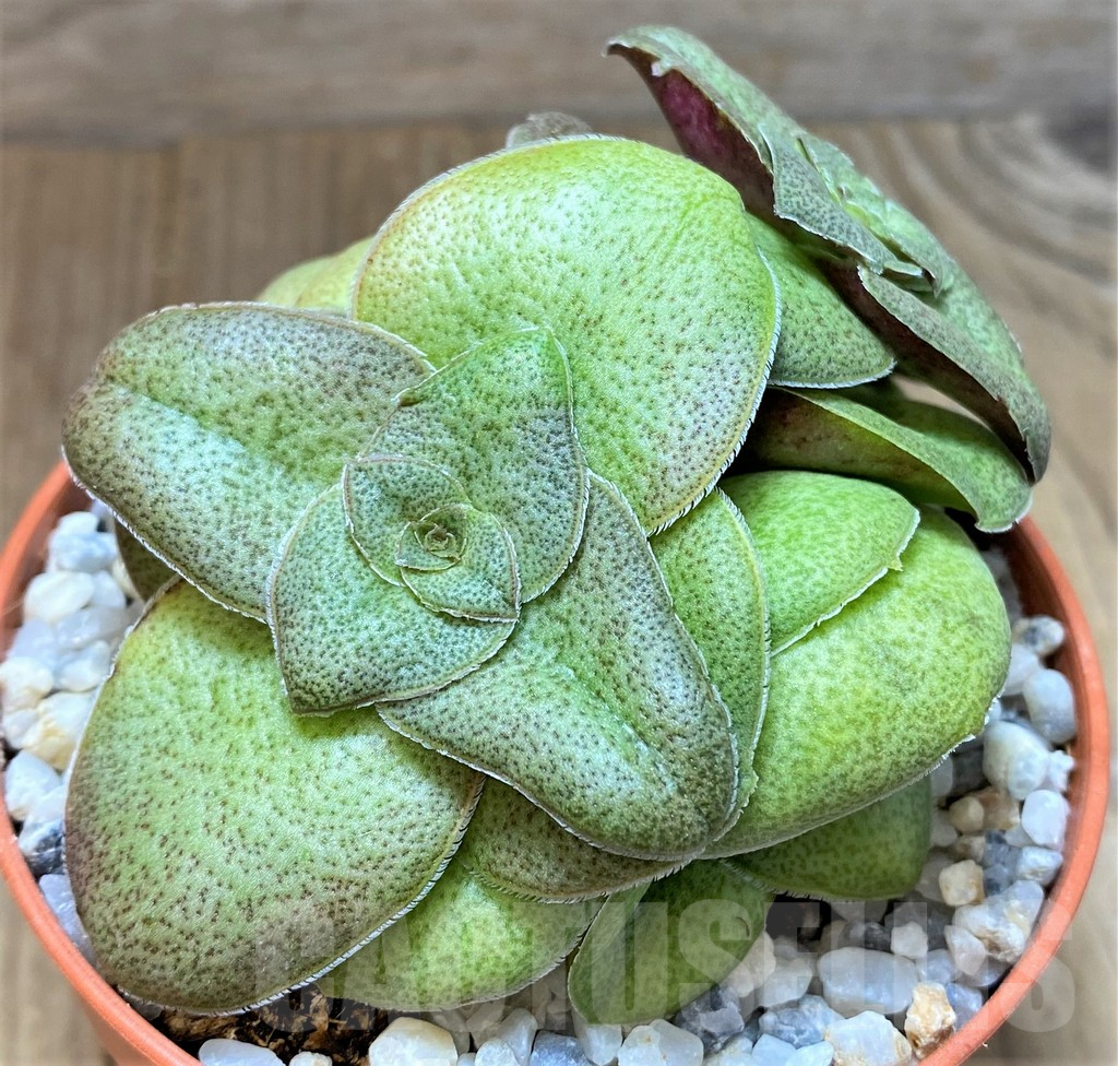 SHPR37351 Crassula hemisphaerica