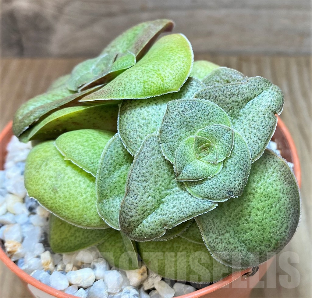 SHPR37351 Crassula hemisphaerica - Obrázek 2