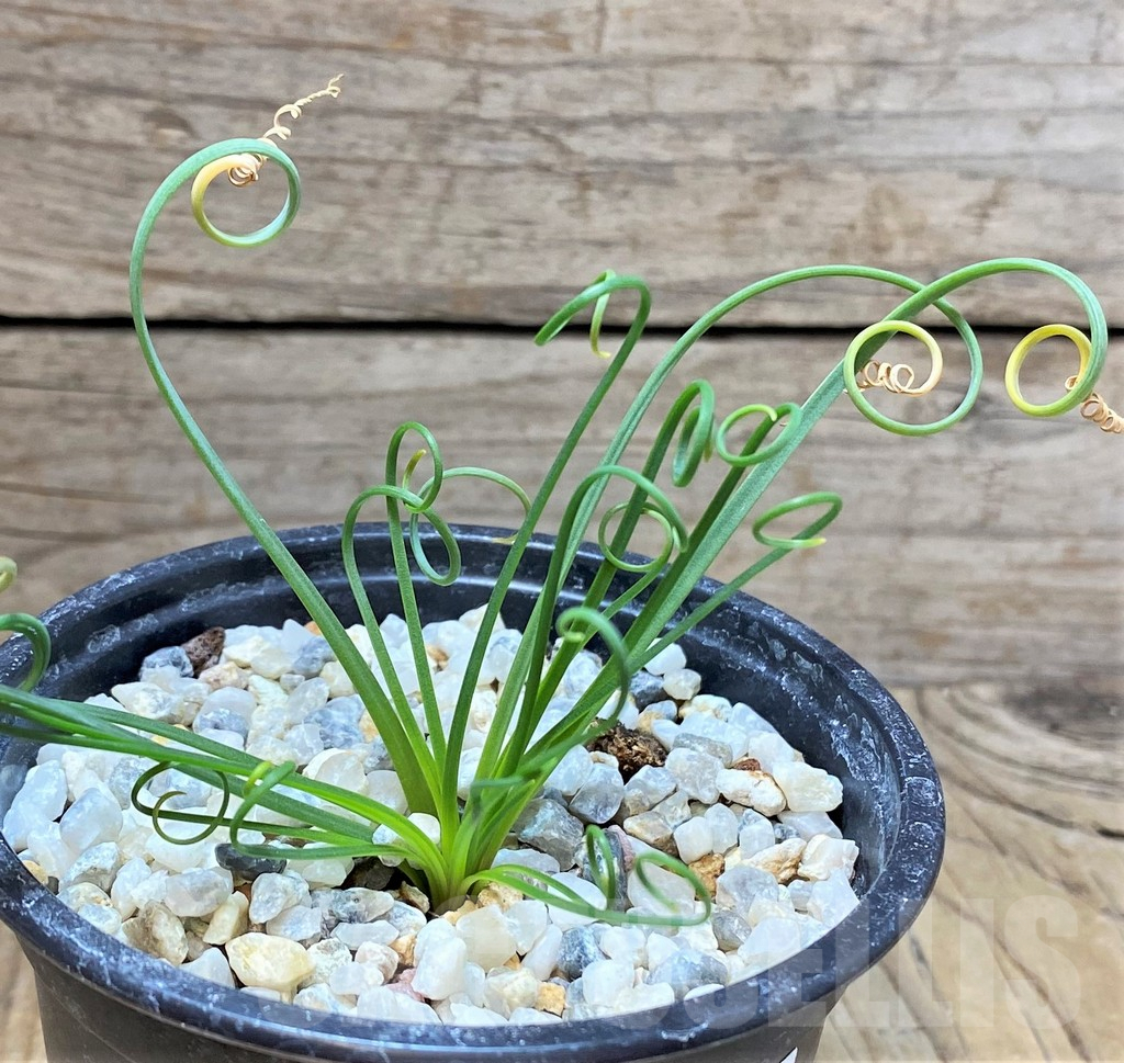 SHPR37352 Albuca spiralis - Image 2
