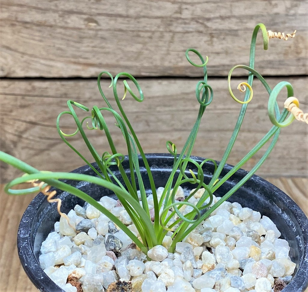 SHPR37352 Albuca spiralis