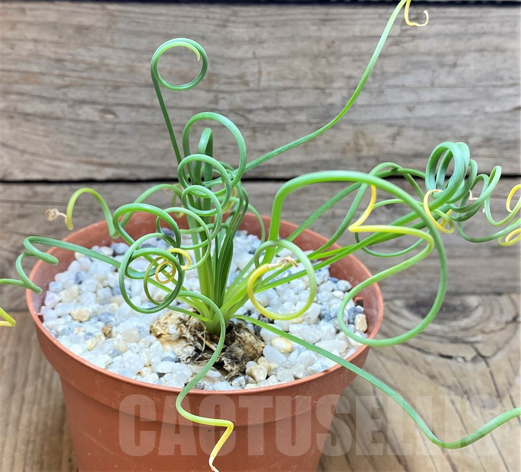 SHPR37353 Albuca spiralis - Obrázek 2