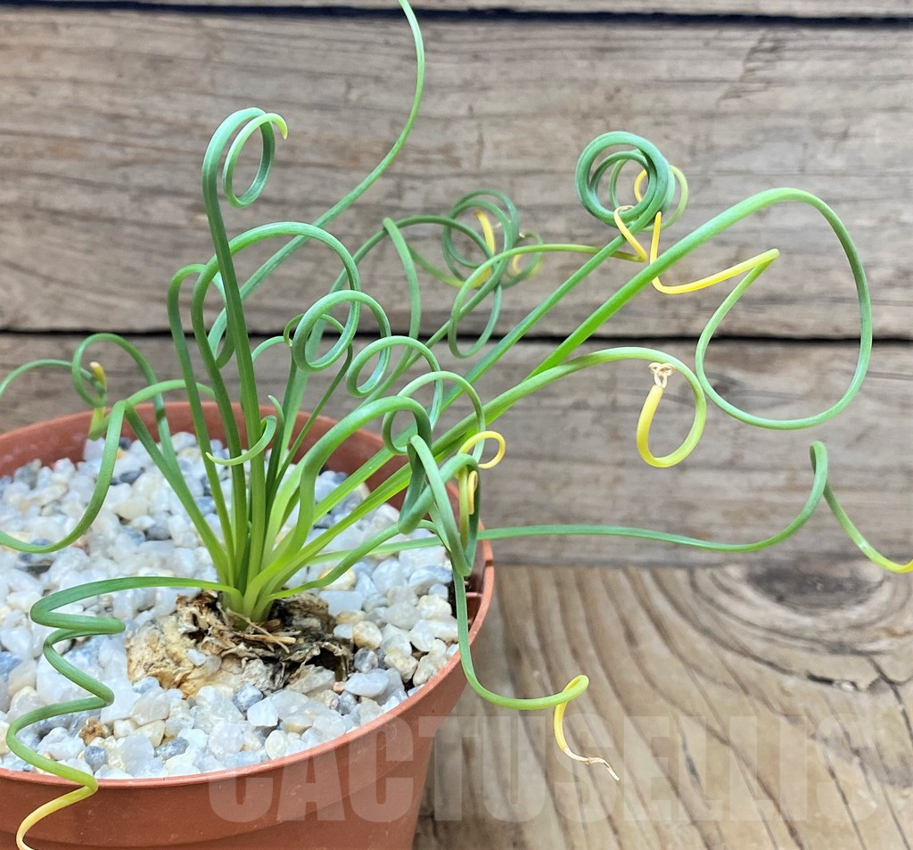 SHPR37353 Albuca spiralis