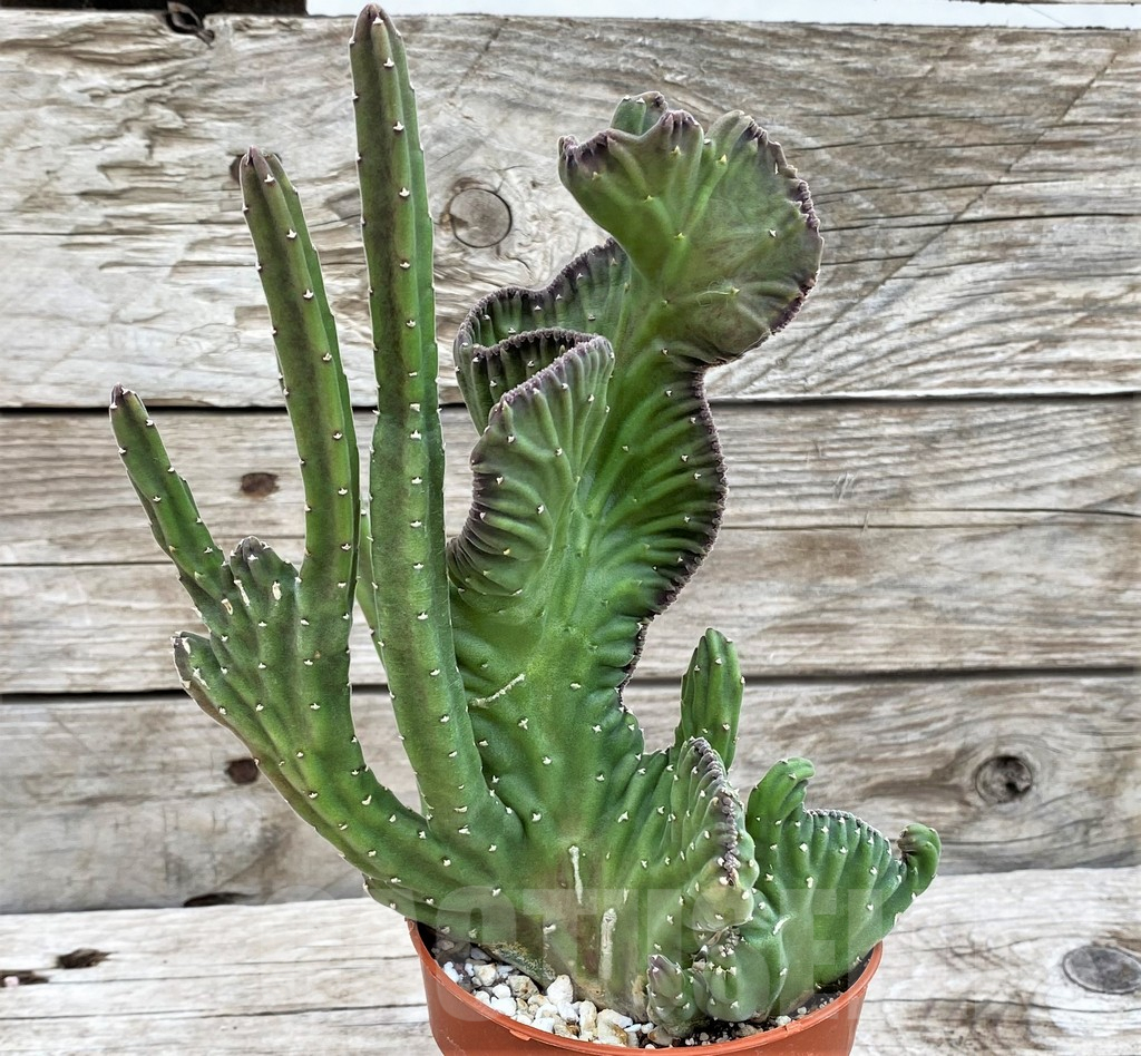 SHPR37354 Stapelia leendertziae f. cristata