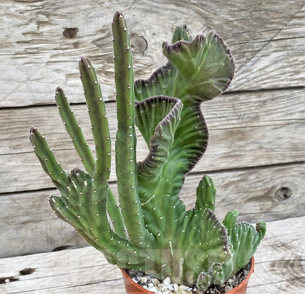 SHPR37354 Stapelia leendertziae f. cristata - Image 2