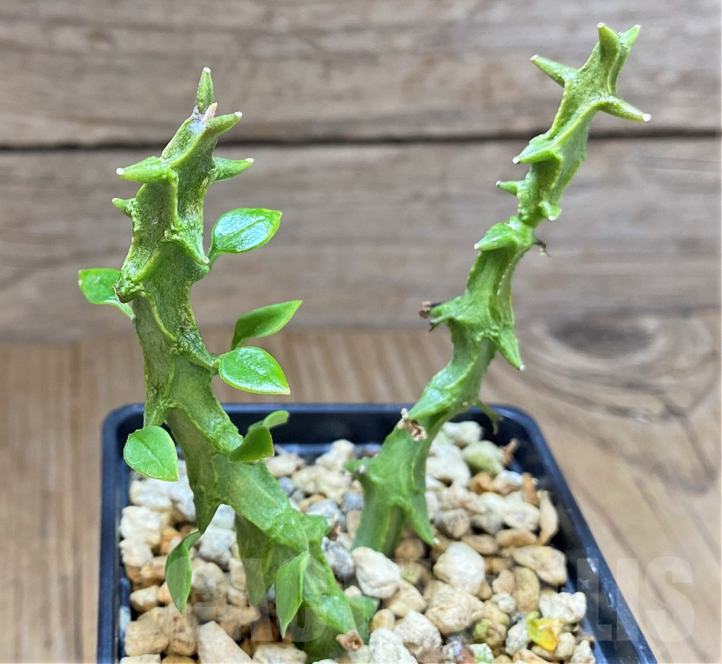 SHPR37356 Ceropegia simoneae 'Green Form'