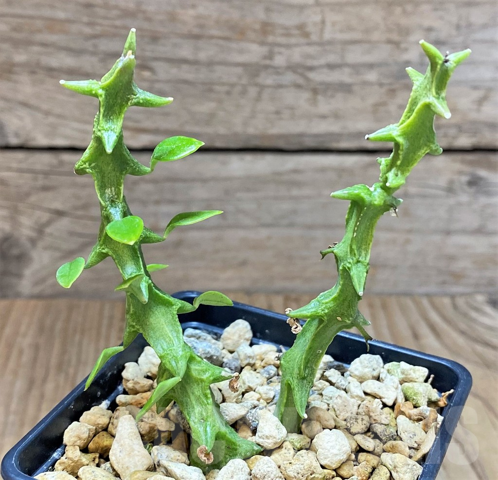 SHPR37356 Ceropegia simoneae 'Green Form' - Obrázek 2