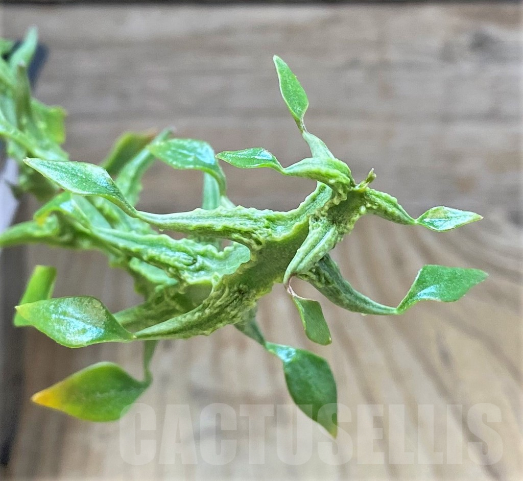 SHPR37357 Ceropegia sp. nova