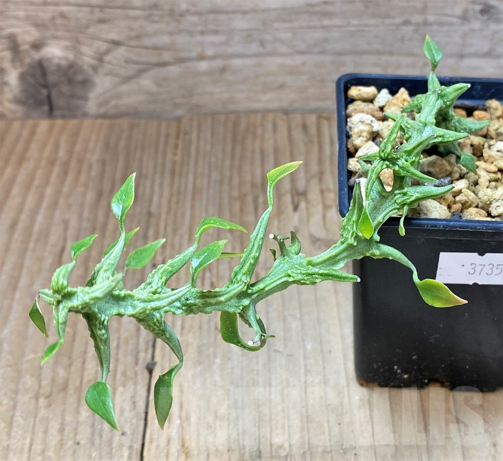 SHPR37357 Ceropegia sp. nova - Image 2