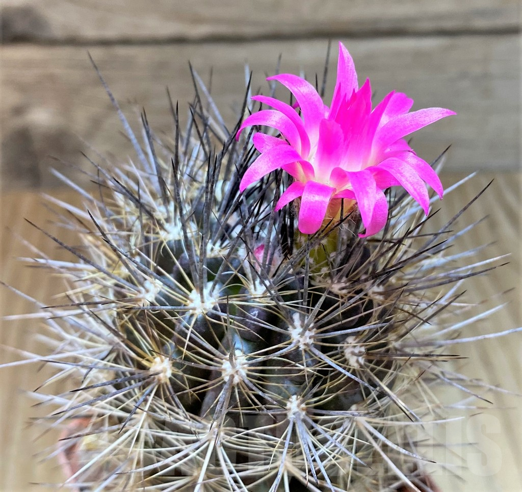 SHPR37358 Neoporteria subgibbosa, ex MG 1037.572