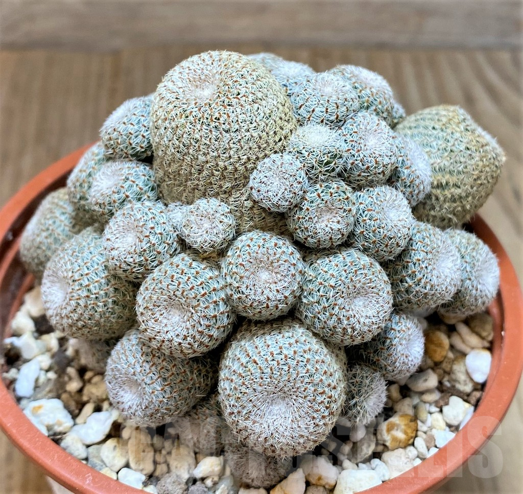 SHPR37359 Rebutia heliosa