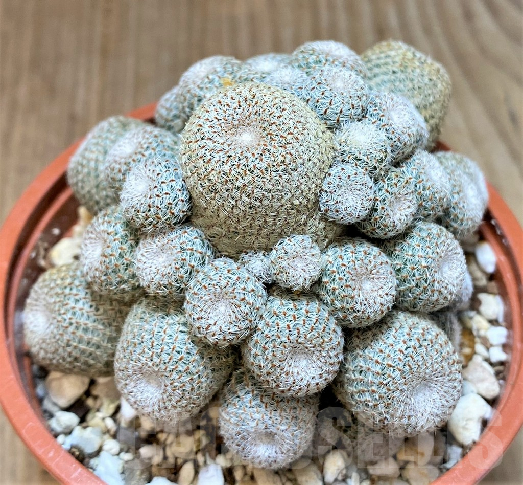 SHPR37359 Rebutia heliosa - Image 2