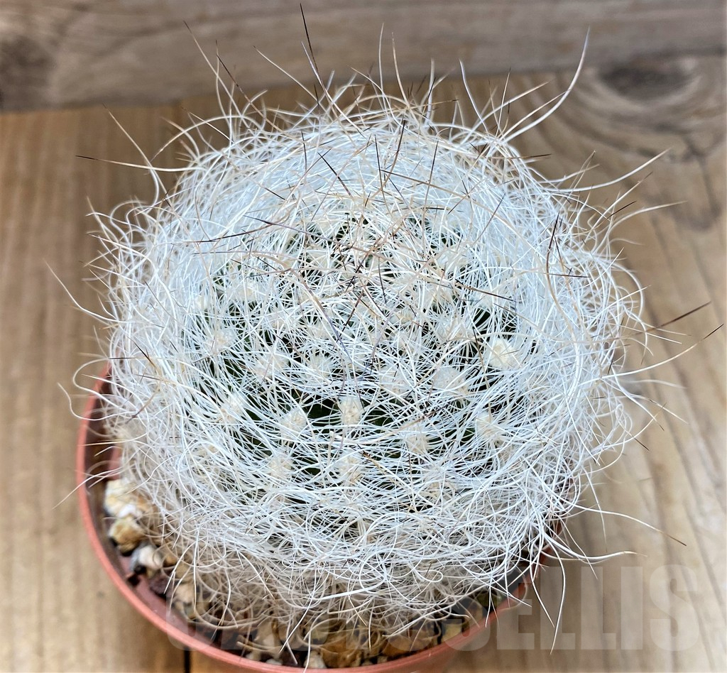 SHPR37360 Neoporteria nidus