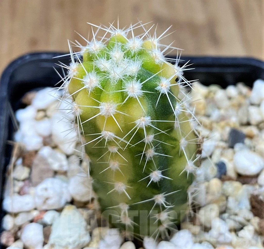 SHPR37361 Echinopsis sp. f. variegata