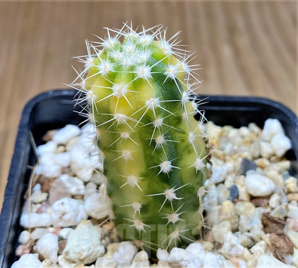 SHPR37361 Echinopsis sp. f. variegata – Bild 2