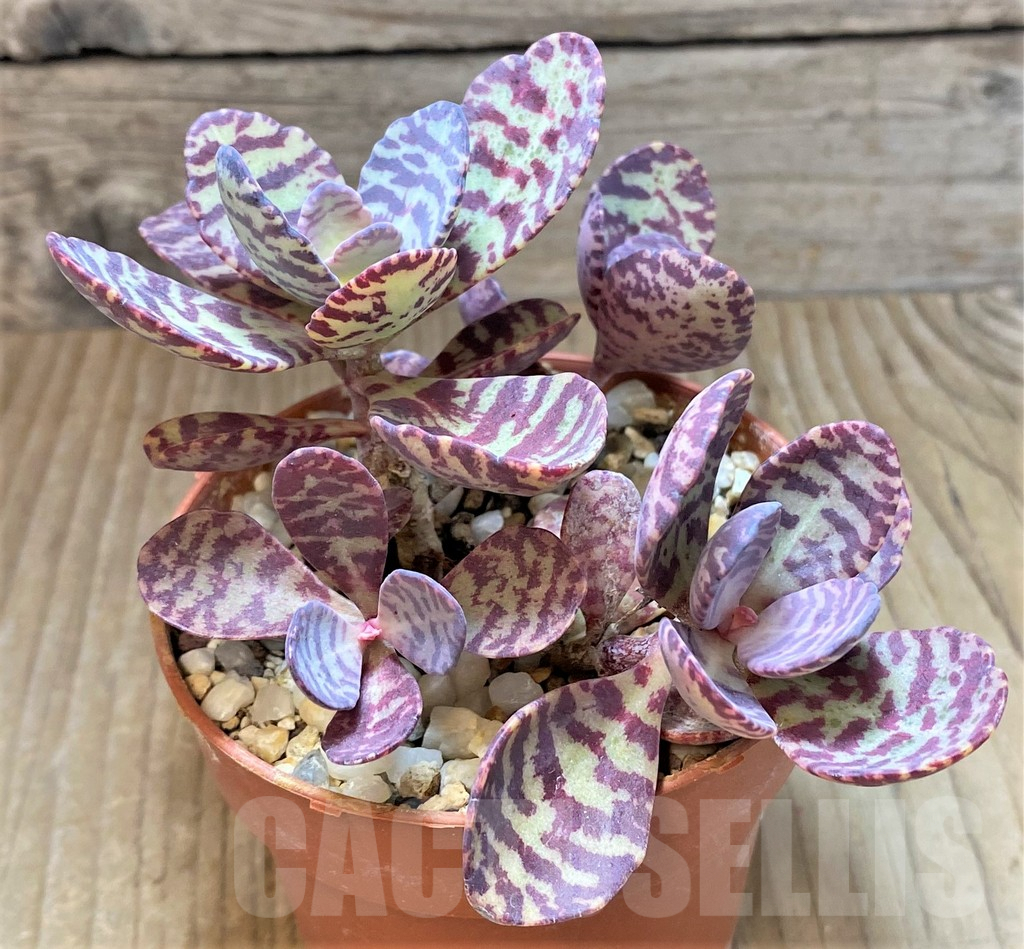 SHPR37364 Kalanchoe marmorata 'Leopard' - Image 2