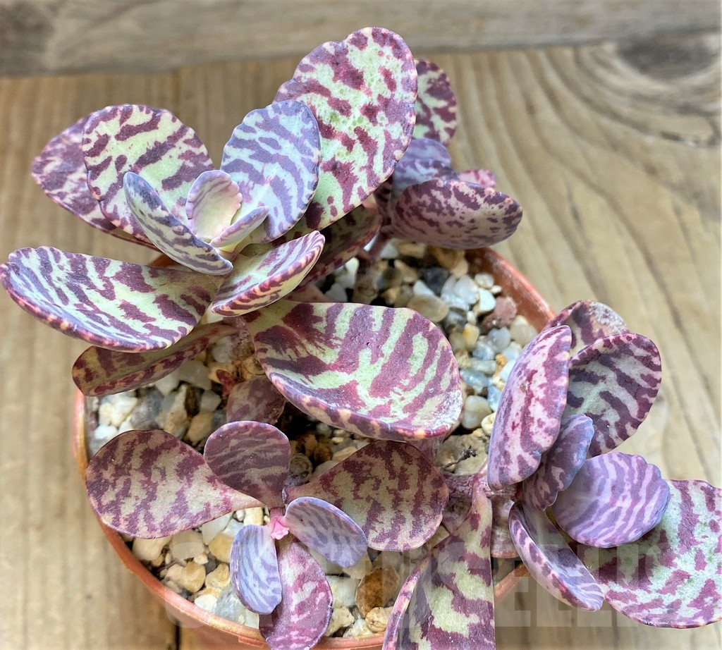 SHPR37364 Kalanchoe marmorata 'Leopard'