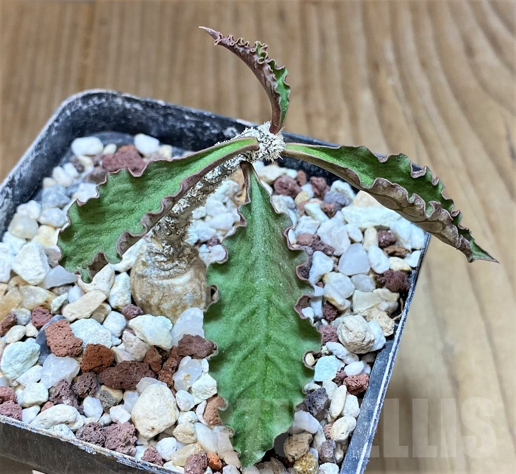 SHPR37365 Euphorbia ambovombensis