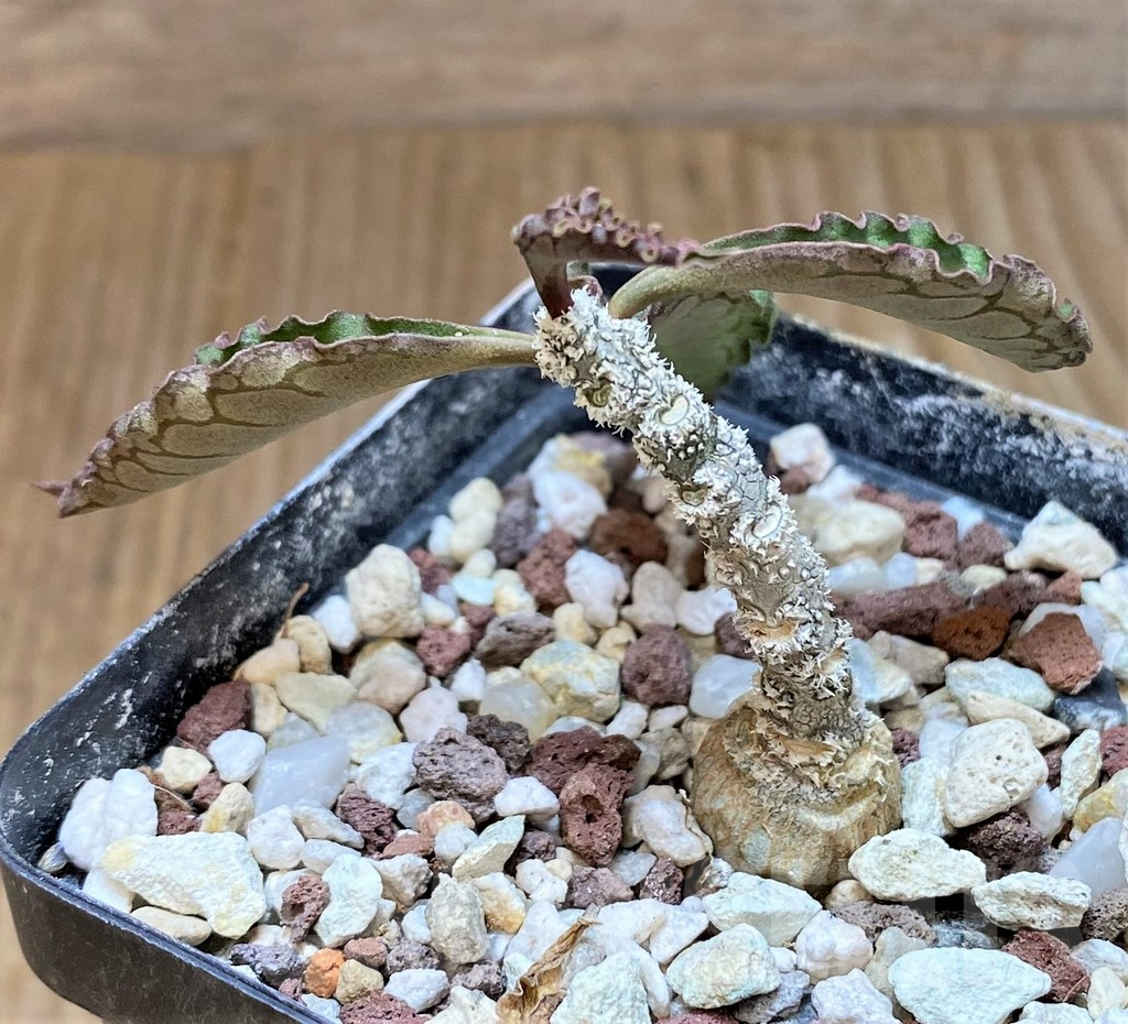 SHPR37365 Euphorbia ambovombensis - Image 2