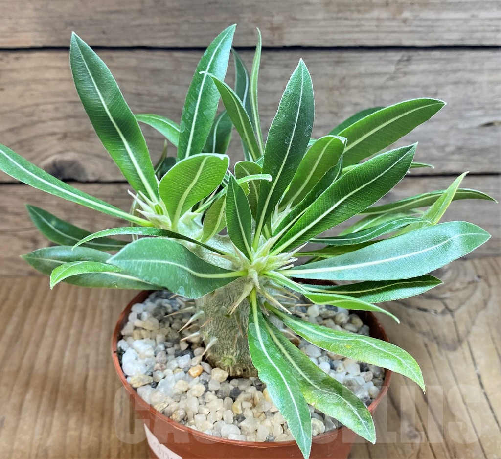 SHPR37366 Pachypodium horombense – Bild 2