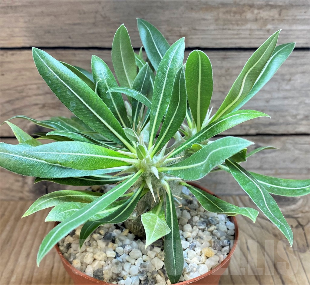 SHPR37366 Pachypodium horombense