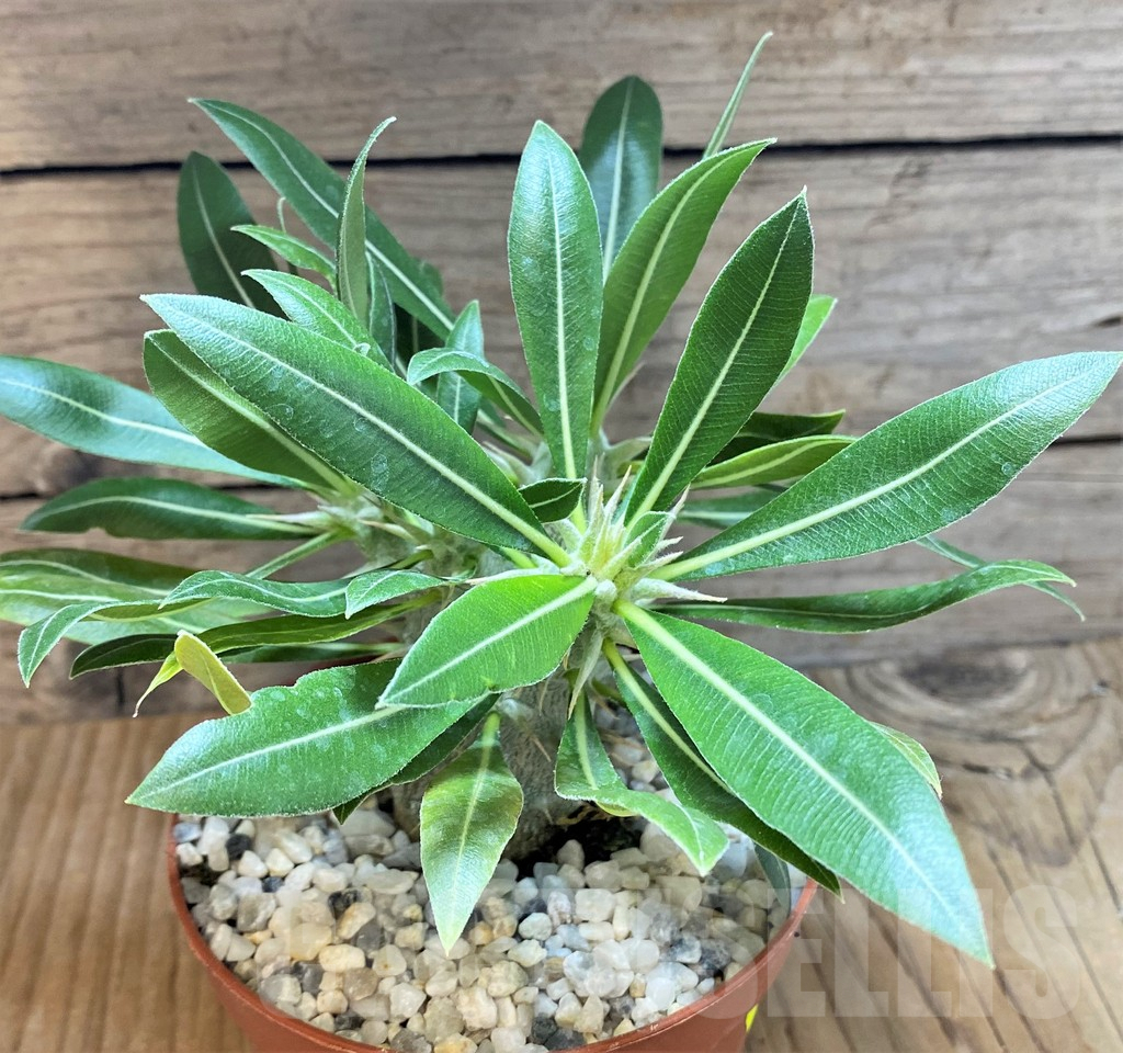 SHPR37366 Pachypodium horombense – Bild 3