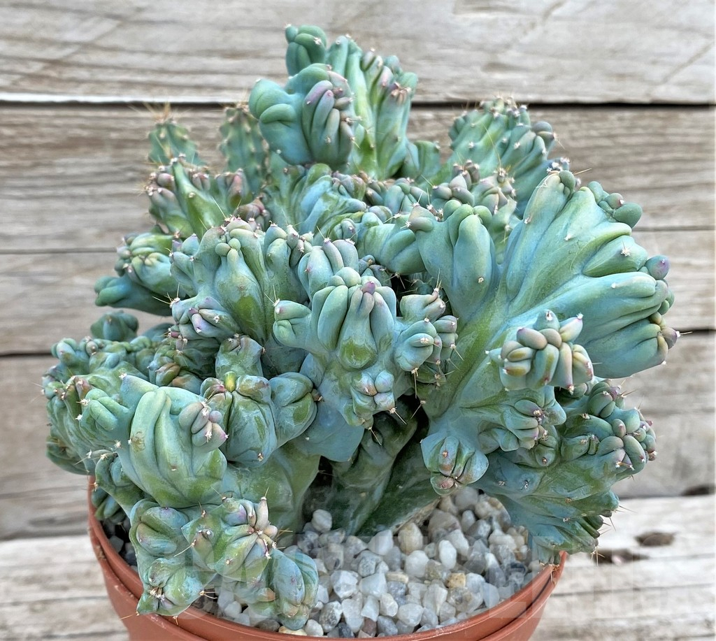 SHPR37367 Myrtillocactus geometrizans f. cristata - immagine 2
