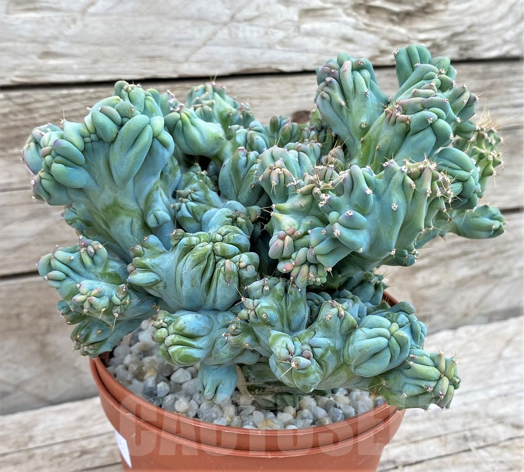 SHPR37367 Myrtillocactus geometrizans f. cristata