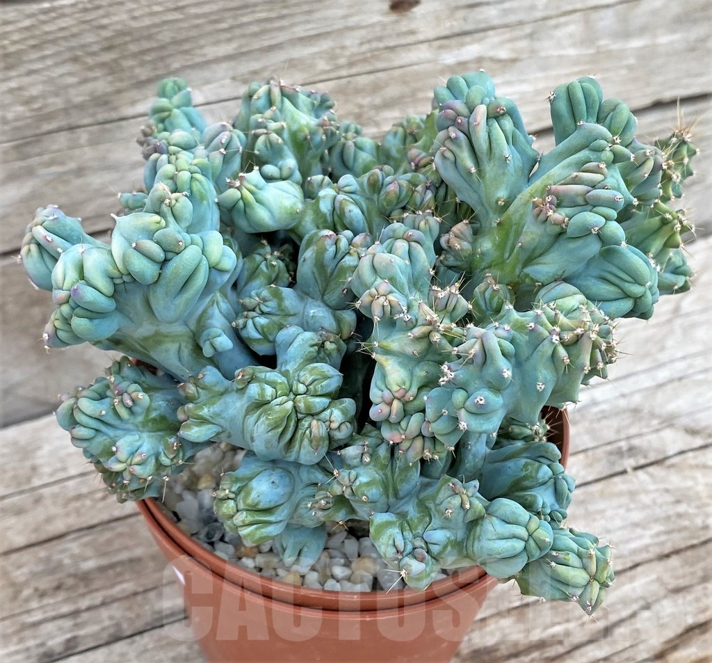 SHPR37367 Myrtillocactus geometrizans f. cristata - immagine 3