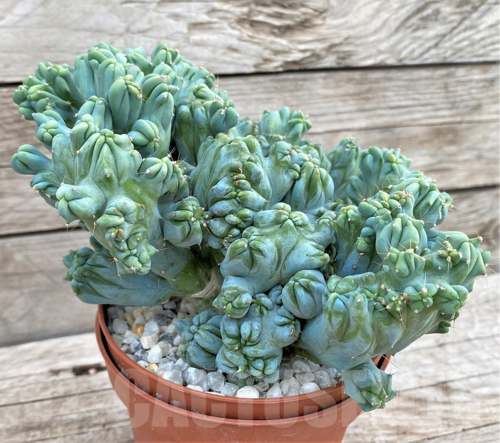 SHPR37368 Myrtillocactus geometrizans f. cristata - immagine 2