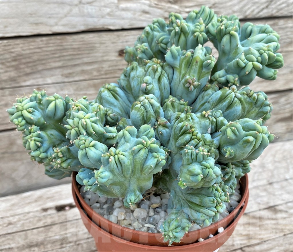 SHPR37368 Myrtillocactus geometrizans f. cristata