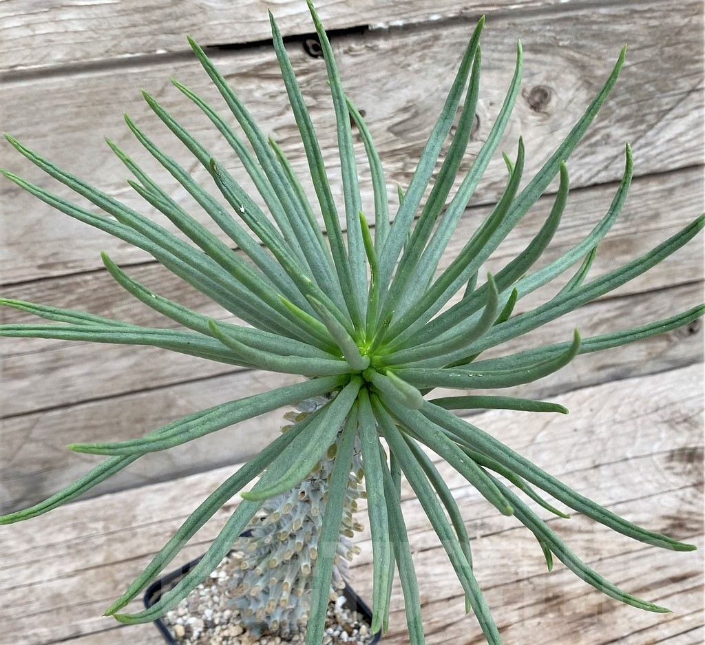 SHPR37369 Tylecodon cacalioides