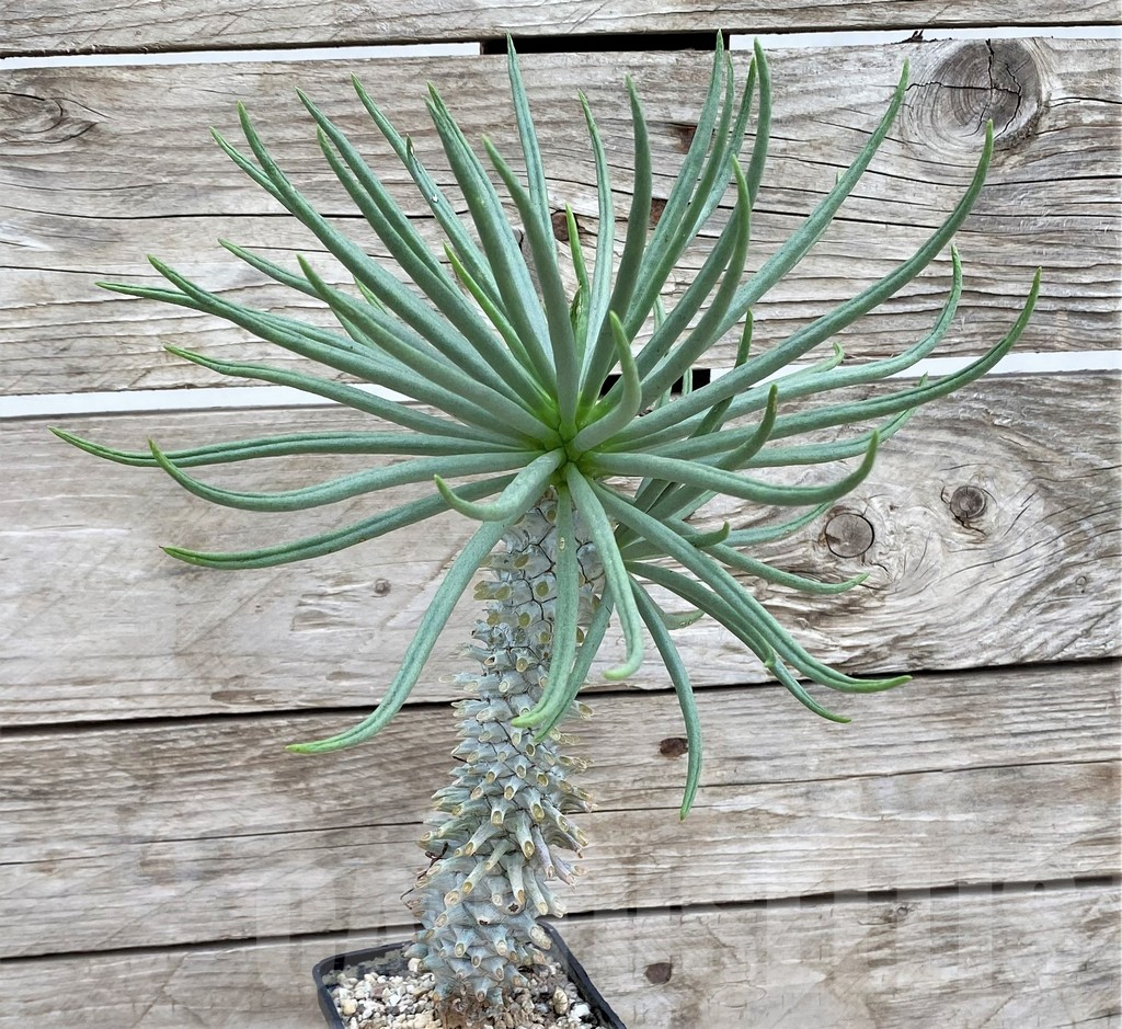 SHPR37369 Tylecodon cacalioides - immagine 2