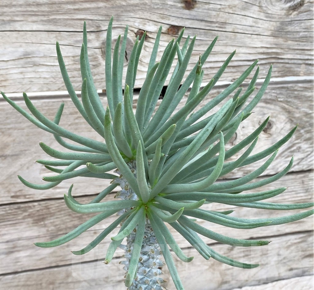 SHPR37370 Tylecodon cacalioides