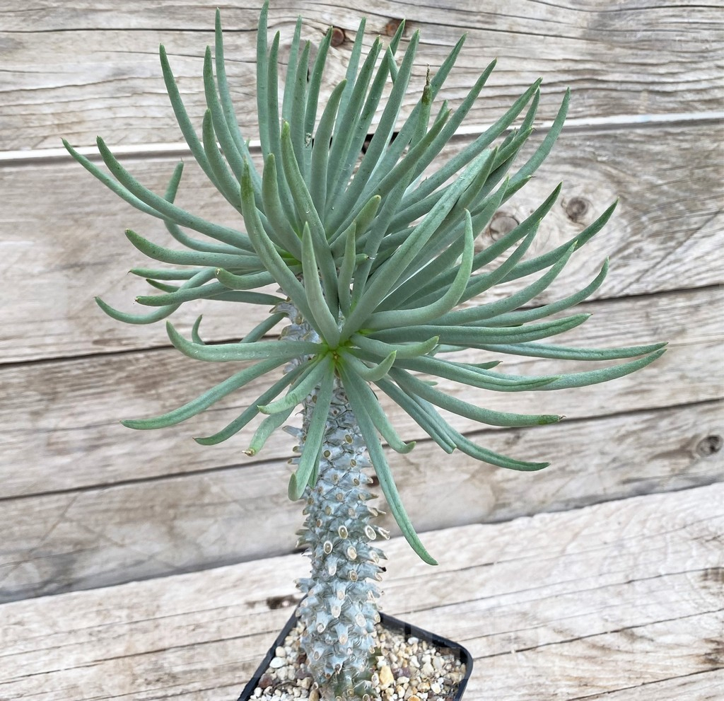 SHPR37370 Tylecodon cacalioides - immagine 2