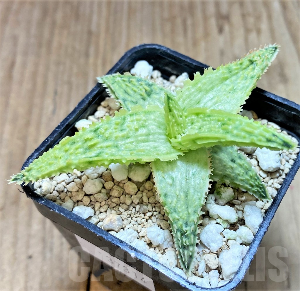 SHPR37314 Aloe TCT hybrid