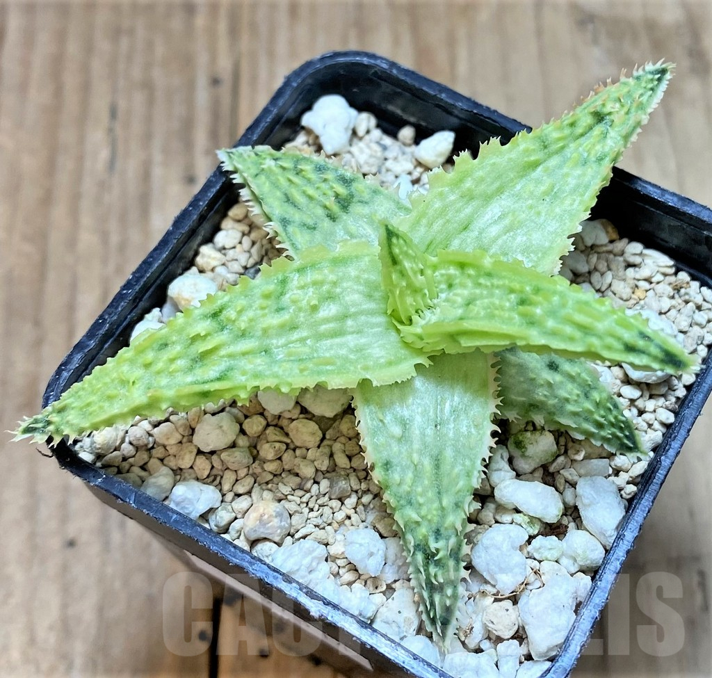 SHPR37314 Aloe TCT hybrid - Image 2